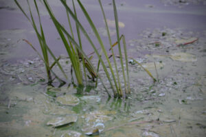 Algae alert for Mildura