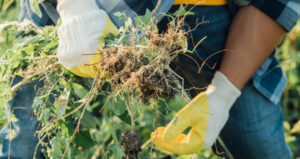 Search starts for biosecurity chief