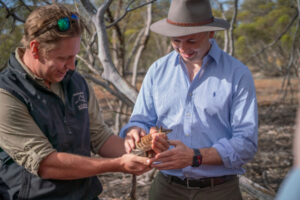 Endangered numbats get hope to thrive at Mallee Cliffs park