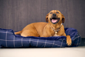Pawsitive pet adoption month iis back