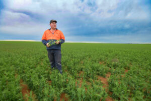 Sea of green points to good harvest