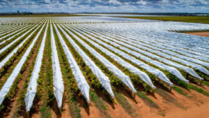 Plastic recycle pilot for growers in final weeks