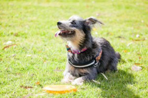 Sunraysians seeking four-legged help in tough times