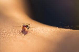 Mozzie virus claims three lives