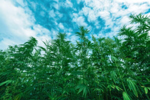 Sunraysia growers urged to learn about benefits of hemp