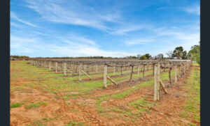 Receivers take over at Murray River Organics