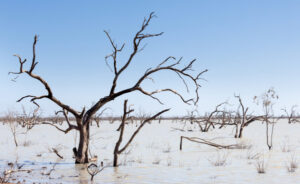 Murray Darling crisis: NSW Government were warned water usage changes could kill fish