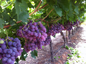 Nutrano buys Nangiloc Colignan Farms business