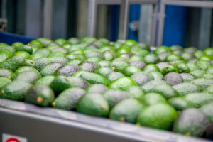 Sunraysia and Riverland avocados triple harvest in boom year
