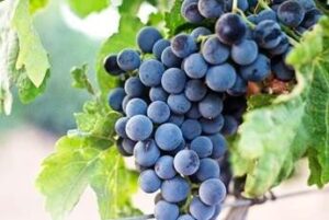 Montague takes over Piscioneri Mildura grape and citrus farm