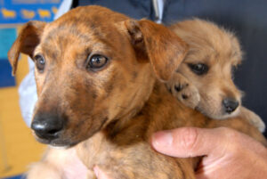 Animal policies showing results, says Mildura Council