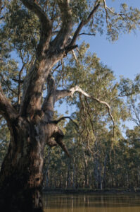 River needs Basin Plan flows to thrive, says activist