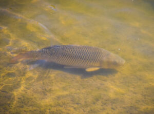 National Carp Control Plan on way