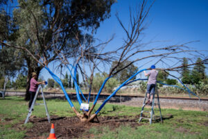 Blue tree effort about raising awareness
