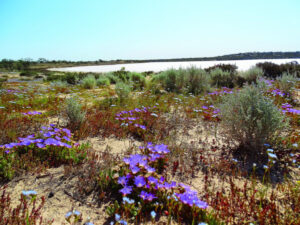 Don’t miss bloom boom