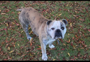 Family woes as Toffee goes missing