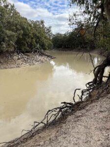 Darling River flush making its way to Pooncarie