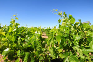 Farm house ban lifted