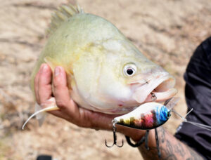 Three fined over illegal native fish sales