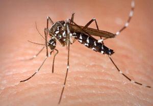 Mosquito virus circulating ‘widely’