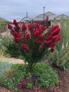 Crepe myrtle perfect for sunny spot