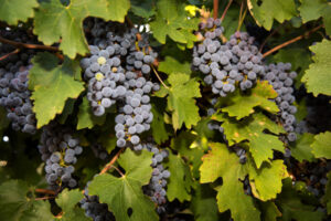 Red alert: Wine growers facing glut crisis