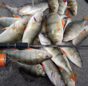 Cod Tales: Redfin on the bite as weather heats up