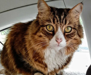 Cat flap has a happy Mildura ending after eight months