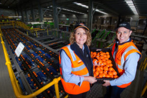 Sunraysia seedless mandarins beat hard year