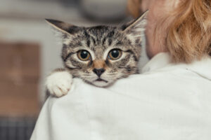 Shelters push rehomes pets