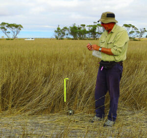 No plague, but numbers high – researcher