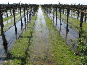 Sunraysia water use measurement gets big tick