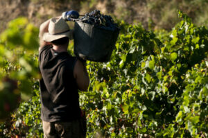 Harvest solution fails farmers, says Labor