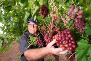 Bunch of reasons to smile with table grapes almost ready to be picked