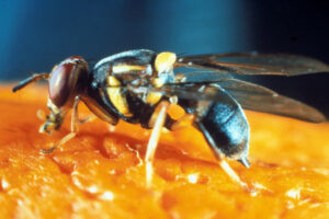 Victorian fruit fly budget spend adds up to cut
