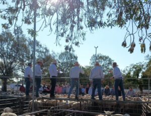 Older sheep on offer at Ouyen