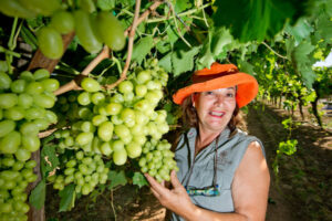 In the pick of time: Grape season nears end as industry expects better yields