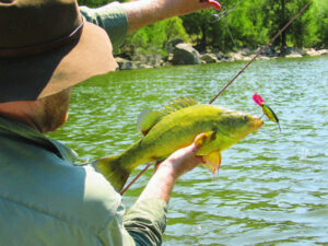 Fish numbers begin to thrive