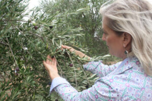 Bounty ahead in olive grove harvest
