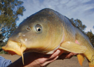 Demand for carp action