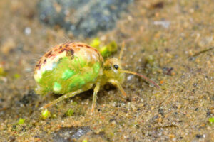 Farming: Grain growers wanted in pest control test