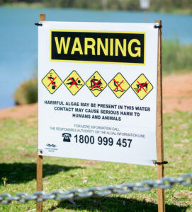 Algae red alert for the Murray River