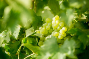 Table grape price ‘quite a disaster’ as costs rise
