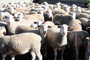 Ouyen Livestock Exchange sale to go ahead