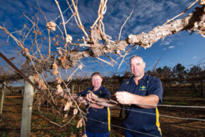 Nangiloc farm deal golden for dried-grape processor