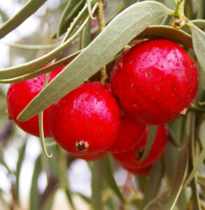 Quandong important food source for Aborigines