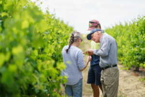 Farming: Field walk for Sunraysia dried grape producers