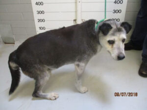 Government investigation into Mildura pound complaint