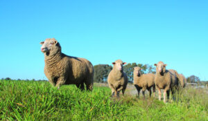 Is American lamb size talk just a load of bull?