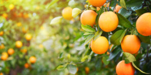 Scheme to trace citrus supply chains